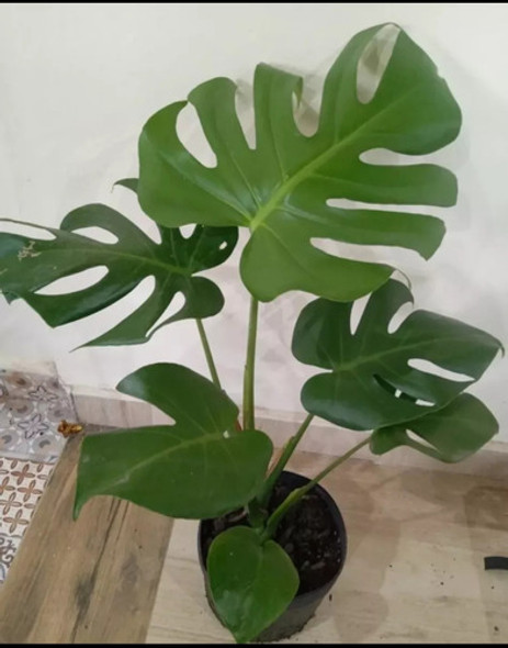 Planta Mostera Envío Gratis 1 Planta Mostera Envío Gratis 1