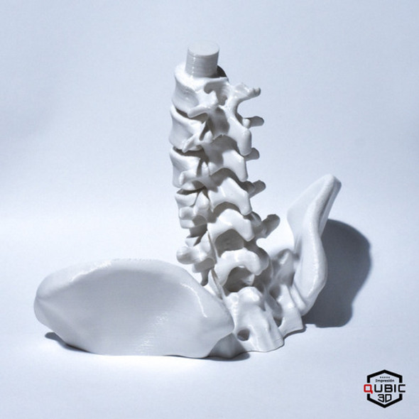 Columna Vertebral Hasta Quinta Vertebra Lumbar - 3d 1