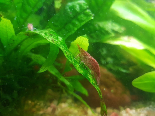 Camarones Red Cherry (5 Unidades) 1