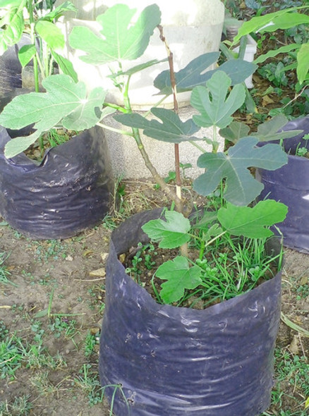 Planta Frutal De Higuera Higo Gota De Miel Consulte Envio 1