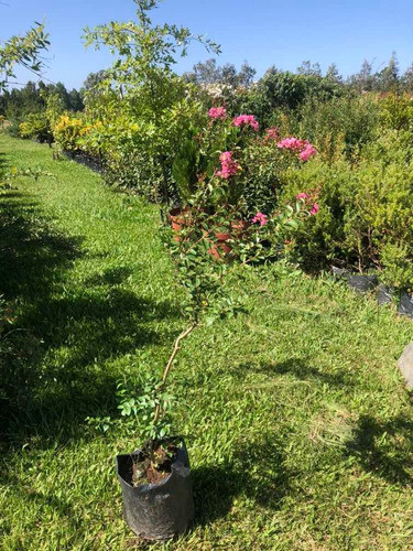 Espumilla 1