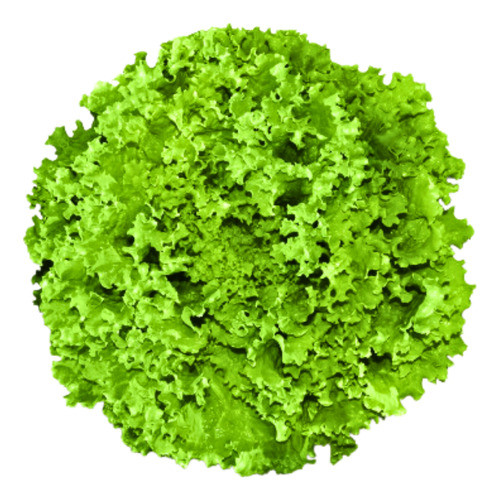 Alface Crespa Brs Leila - 1000 Sementes Peletizadas 0