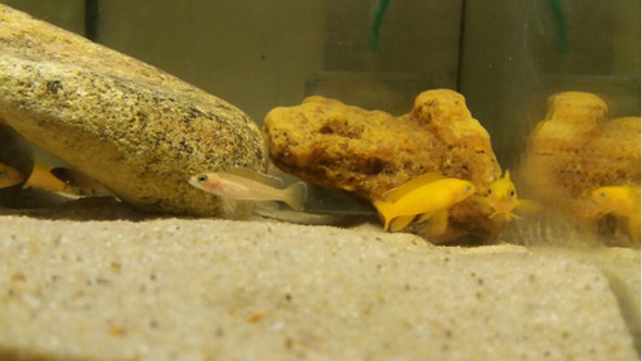 Neolamprologus Leleupi - Ciclido Africano 1