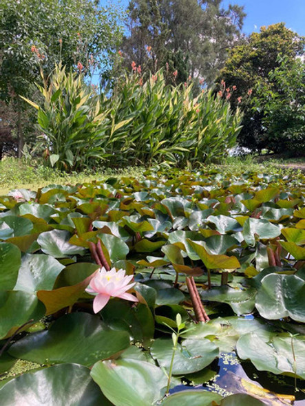 Nenúfar, Hermosa Flor. Planta Resistente, Acuática 1 Nenúfar, Hermosa Flor. Planta Resistente, Acuática 1