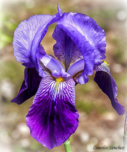 Rizoma Iris Germánico Lirio Barbado Violeta X 1 Unid. 1