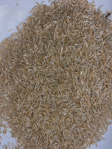Agropiro Criollo Semillas X 1 Kg 0