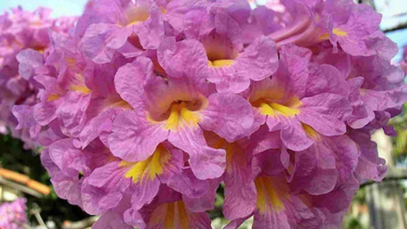 Lapacho Rosado, Handroanthus Impetiginosus 1