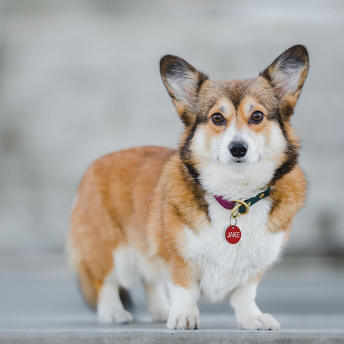 Etiquetas Personalizadas Para Perros Y Gatos En 2 Tamaños 1