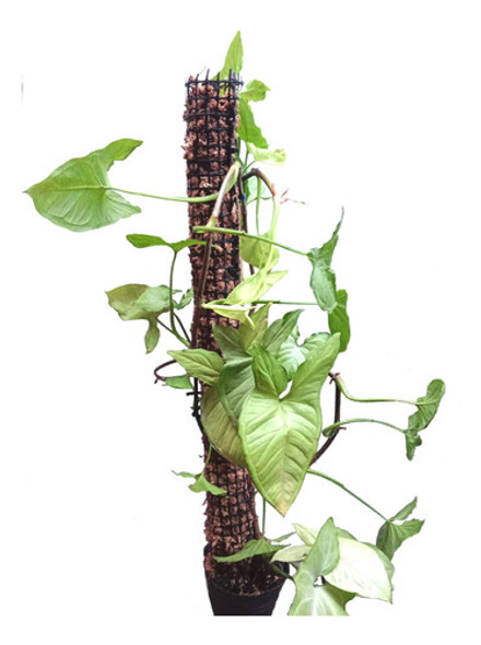 Tutor Para Plantas De Musgo Sphagnum 60 Cm - Horus Grow - 0