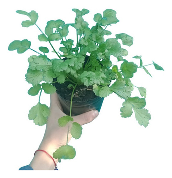 Cilantro. Plantín. Planta 0 Cilantro. Plantín. Planta 0