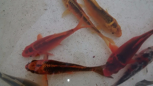 Carpas Koi Ogon Muy Buenas Para Estanque O Pecera 5cm 0