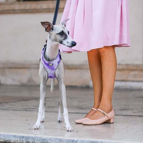 Arnes Pretal Perros Nikita Camuflado Rosa M 1