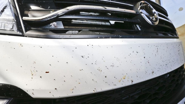 Limpiador  Removedor De Insectos Saca Bicho Autos Moto 5 Lts 1