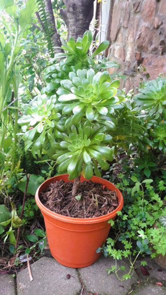 Aeonium Arboreum Korneliuslemsii Vivero Cielo Verde Orgánico 1 Aeonium Arboreum Korneliuslemsii Vivero Cielo Verde Orgánico 1