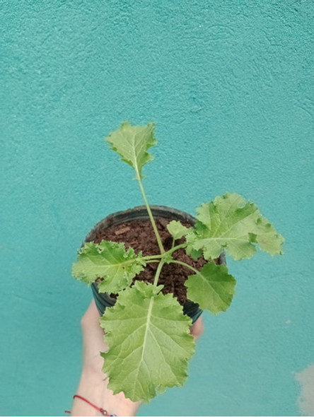 Plantines Huerta X 15 Unidades 1