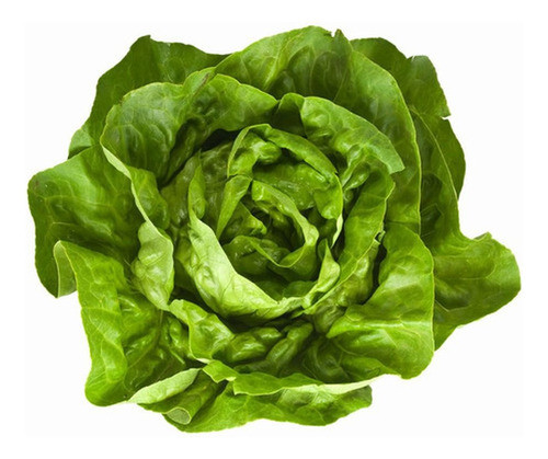 Bandeja Plantines Lechuga Mantecosa 0