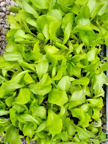 Bandeja Plantines Lechuga Mantecosa 1
