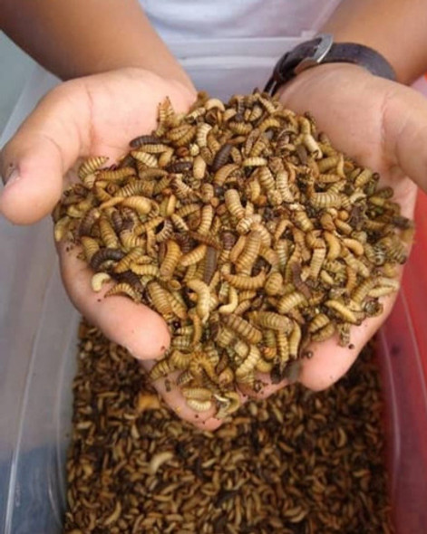 Larvas Mosca Soldado Negro/ Capacit Cría Indoor Todo El Año 0