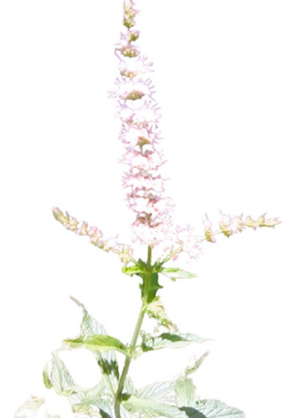 Hierbabuena Menta Spicata Mhenta Vivero Cielo Verde Orgánico 0 Hierbabuena Menta Spicata Mhenta Vivero Cielo Verde Orgánico 0