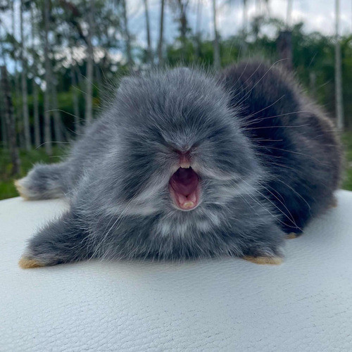Coelho Anão Netherland Dwarft (padrão Show) 0