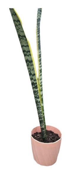 Espada De San Jorge Con Maceta 0