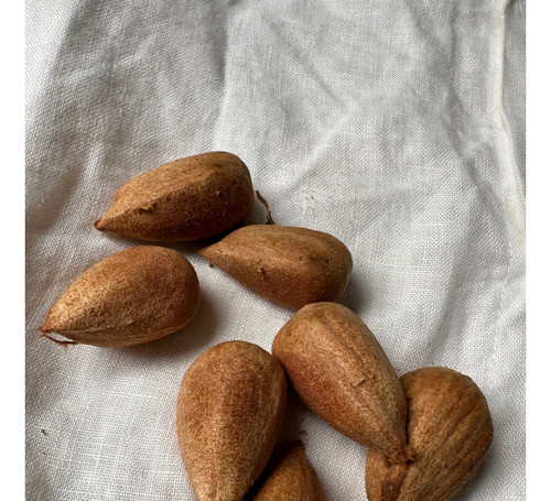 Piñón De Araucaria Australiana Gastronomía O Germinal 1