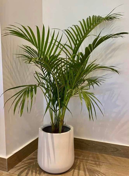 Palmera Areca Maceta Gota Fibra De Vidrio Deco Living/oficin 0