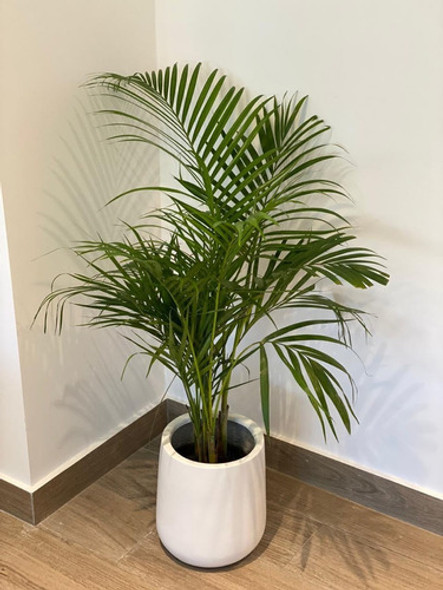 Palmera Areca Maceta Gota Fibra De Vidrio Deco Living/oficin 1