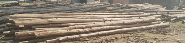 Postes Naturales De Eucaliptus Rusticos De 3 A 7 Mts 0