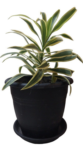 Planta Drácena Pleomele Con Maceta Y Plato 0