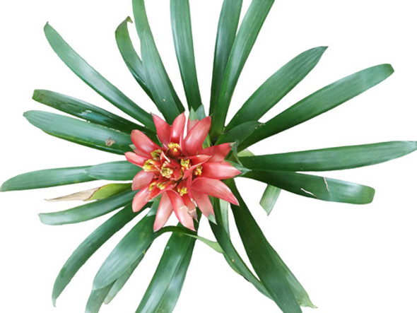 Planta Bromelia Envío Gratis 1 Planta Bromelia Envío Gratis 1