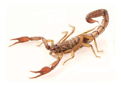 Repelente Ultrasonico Alacranes Y Otras Plagas 100/lr Nuevo 0