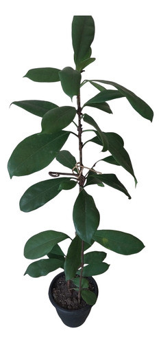 Arbusto, Planta De Inerior Ficus 0