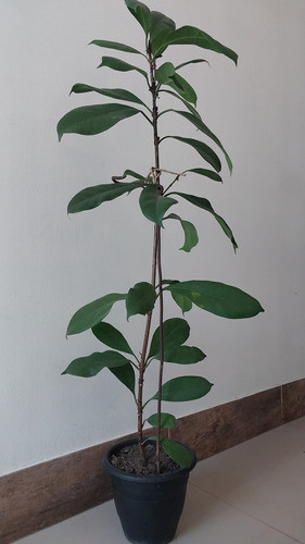 Arbusto, Planta De Inerior Ficus 1