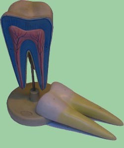Modelo De Diente, Material Didactico Para Enseñanza, 7011 1