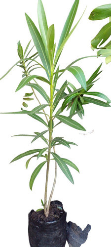 Árbol Laurel Chino Flores Blancas 1
