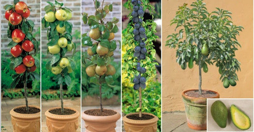 Frutales Que Puedes Cultivar Sin Tener Jardín, Decorativos 1