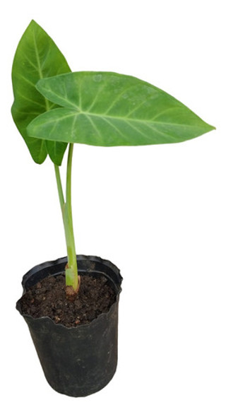 Planta Oreja De Elefante 1 Planta Oreja De Elefante 1