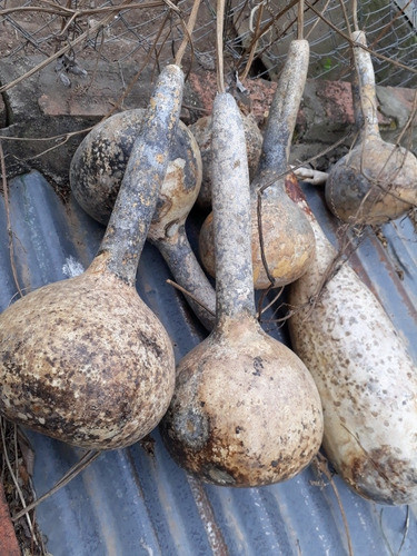 Calabaza Lageonaria. Porongo 0