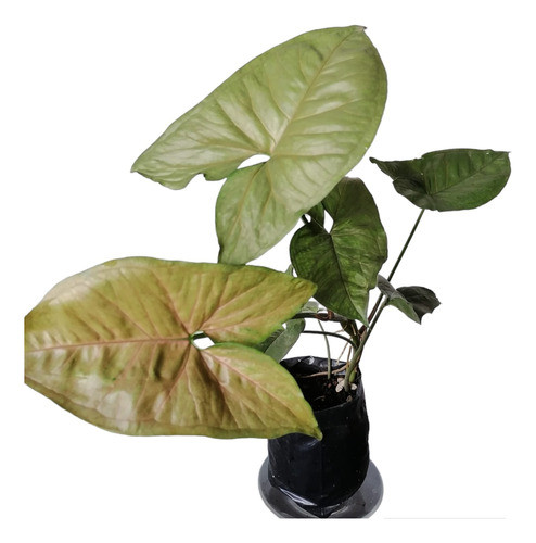 Syngonium  Morado 0