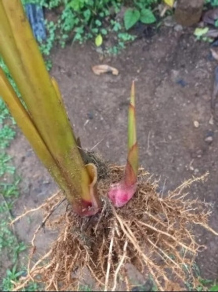 Maranta Charuto Mudas Em Bulbos 1