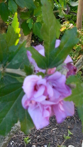 Arbolito Rosa De Siria Lila 1