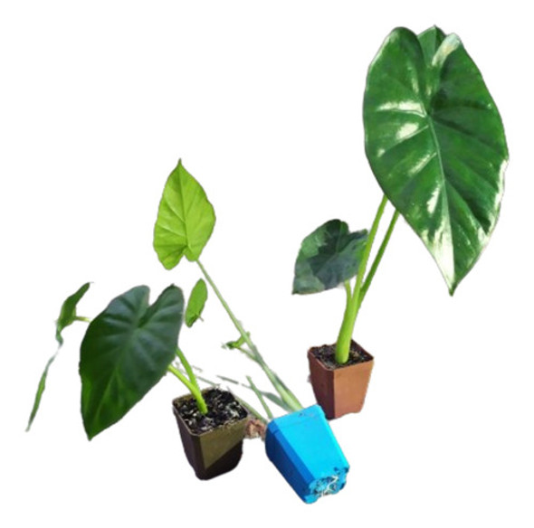 Planta Alocasia Oreja De Elefante Chica 0 Planta Alocasia Oreja De Elefante Chica 0