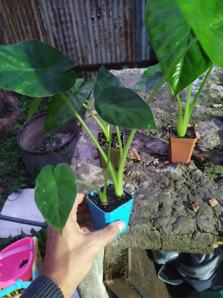 Planta Alocasia Oreja De Elefante Chica 1 Planta Alocasia Oreja De Elefante Chica 1