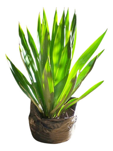 Planta De Yuca Ornamental Floral Consulte Envío 0