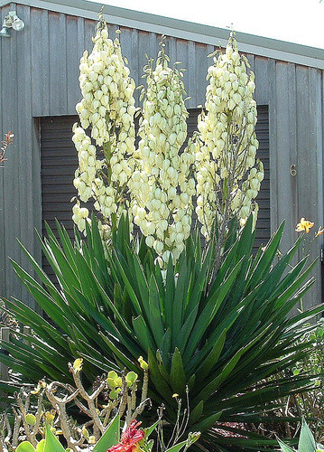 Planta De Yuca Ornamental Floral Consulte Envío 1
