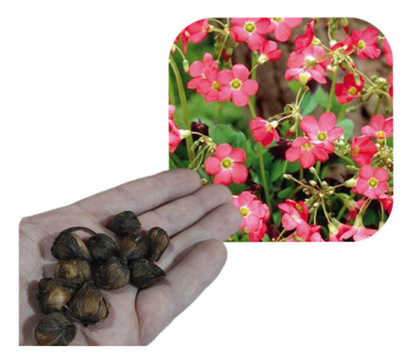 Bulbos De Oxalis  (x10 Uni) Importado De  Holanda!! 0