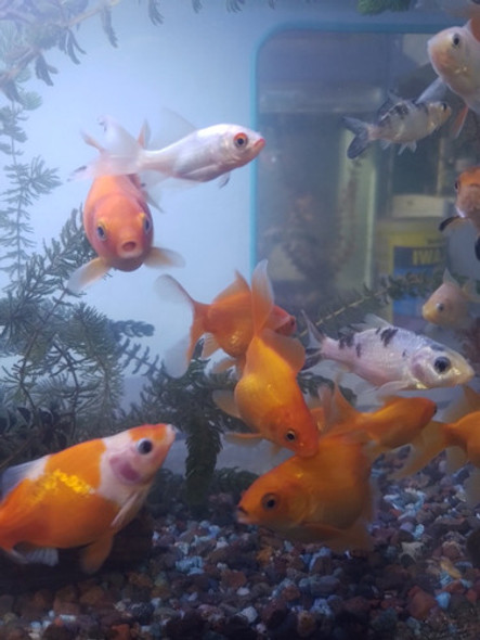 Peces Goldfish Carasius 0