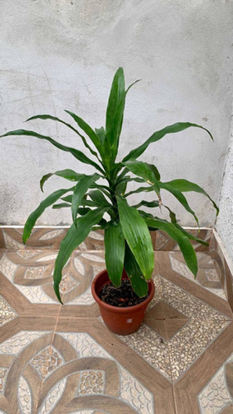 Palmera Dracaena (palo De Agua Brasil) 1 Palmera Dracaena (palo De Agua Brasil) 1