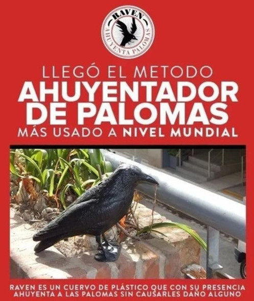 Cuervo Raven Ahuyenta Palomas 1 Cuervo Raven Ahuyenta Palomas 1